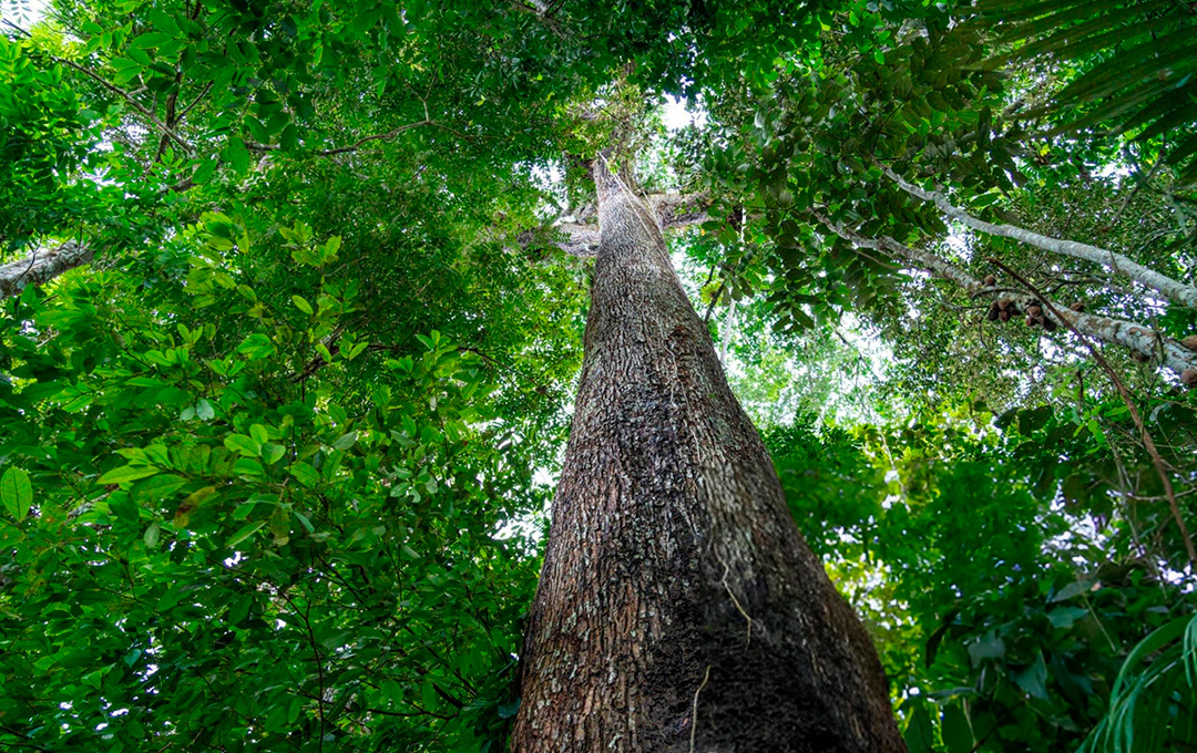 Fazenda Santana na Amazônia: Crédito de Carbono para a Sustentabilidade